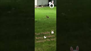 Two Chubby Bunny 🐰 Rabbits Grazing in the Yard #shorts Hares