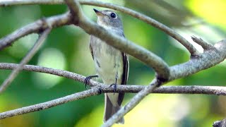 20241027 / 台北植物園 / 寬嘴鶲 [Muscicapa dauurica] (聚光燈不在我身上)