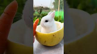 Cute Babbled Babies-Coco does not like carrots