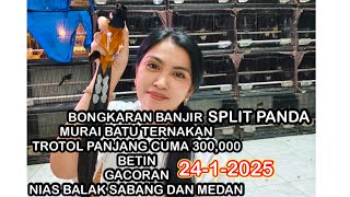 BANJIR TROTOL CUMA 300,000 DAN GACORAN TERNAKAN 24-1-2025