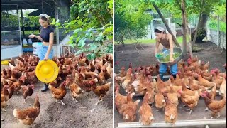 How to raise chickens healthy using natural feed/Cam Garden