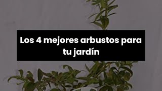 Planta arbusto: Los 4 mejores arbustos para tu jardín