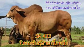 รีวิววัวพ่อพันธุ์อเมริกันบราห์มันแดงที่น่าสนใจ น่าจะเป็นตำนานด้วย SK433 เนื้อหนังดี โครงสร้างใหญ่