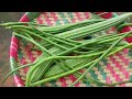 மாடித்தோட்டத்தில் காய்கறி அறுவடை vegetable harvest in my terrace garden organic gardening