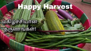 மாடித்தோட்டத்தில் காய்கறி அறுவடை | Vegetable Harvest In My Terrace Garden | Organic Gardening