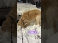 우리집 리트리버가 눈오는 날을 좋아하는 이유🐶 why retriever loves snow shorts goldenretriever cute funny