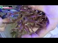 【海水魚水槽】トゲサンゴ豪快に株分け❗️サンゴ飼育の難しさを痛感😢my coral aquarium moamoaちゃんねる