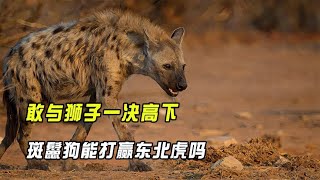 Dare to compete with the lion, can the spotted hyena, known as Africa's second brother, defeat the