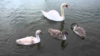 kyhmyjoutsen - Cygnus olor - Mute swan family