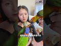 所有鳥都可以吃，直接吃或者是拌在鳥糧里面吃 鸚鵡 人與動物和諧共處 萌寵