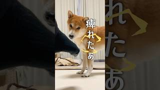 ミートグッバイ促進柴犬