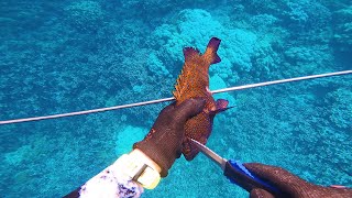 Spearfishing Hawaii Invasives (Peacock Grouper)