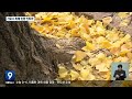 가로수 피해 민원 잇따라…대책 모색 kbs 2022.11.11.