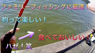 浜名湖でファミリーフィッシングに最適！今が旬！ハゼ釣り！