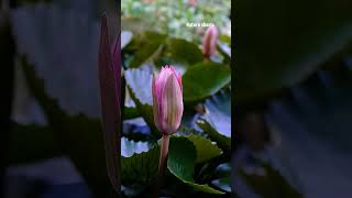 night blooming  lotus flower 😇💓 #lotus #nightlife #blooming opening flower