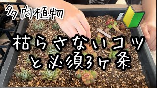 【多肉植物】多肉を枯らさないコツとこれだけは必須3つ！