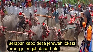 BERAPAN KEBO DESA JEREWEH,,!! LOKASI ORONG JELENGAH DATAR BULU TANJUNG EMAS KECEPATAN 734 DETIK