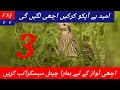 female batair ki krik madi batair ki kirk common quail sound مادی بٹیر کی آواز مادی بٹیر کی کرک