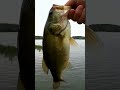 💥How to Fish a Wacky Rig for Bass💥 (Easiest Rig EVER)🎣⏲