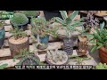 i went to a farm with cactus african plants and succulents.