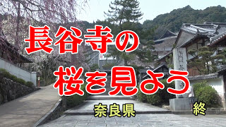 長谷寺の桜を見よう（奈良県）