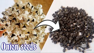 Onion seeds👆||  ఉల్లిపాయ విత్తనాలు మనం easy గా ఇంట్లోనే ఇలా collect చేసుకోవచ్చు ||2021