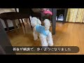 歩けるようになりました。★トイプードルのうめ吉くん（170日目 ★ umekichi diary of poodle dog