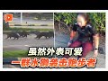 女子公园跑步遭水獭袭击 另2人施援也遭殃