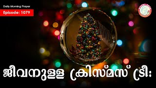 ജീവനുള്ള ക്രിസ്മസ് ട്രീ: #morningprayer