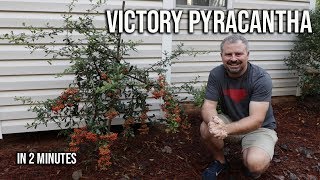 Victory Pyracantha - Intense Red Berry Clusters