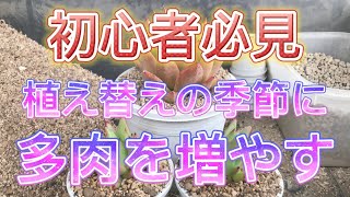 【倉敷多肉工房】成長期を利用して多肉を安全に増やす方法❤️