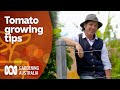 This tomato expert has some top tips for growing a great crop | Gardening 101 | Gardening Australia