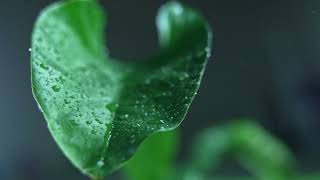 Relaxing Rain Nature Sound with Music, Thunder Strom Sound, Calm Your Mind, Deep Sleep Meditation