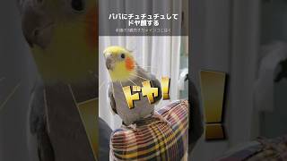 パパにチュチュチュして何度もドヤ顔！愛情を見せつける永遠の3歳児オカメインコこはく #パパ大好き #cockatiel #オカメインコ #鳥との暮らし