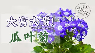 瓜叶菊 | 真能大富大贵？【天冬博物日志】