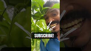 බුදු අම්මෝ ගිනි ගණන්