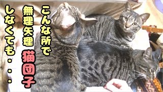 【三つ子猫の猫団子】ママの足崩壊ｗこれが総重量17キロの猫団子！【梅子・松五郎・竹丸】