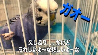 セキセイインコ  セナちゃん　ソラちゃん　おっ久しぶり！