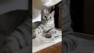 如何分辨你是不是享福的命？#猫  #可爱 #猫咪 #萌宠 #年糕酱 #cat