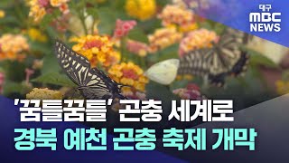 '꿈틀꿈틀' 곤충 세계로..예천곤충축제 개막 | 대구MBC뉴스