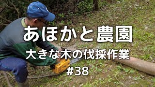 【助っ人参上】大きな木の伐採作業 おとうとおかあの２人では無理です… #38