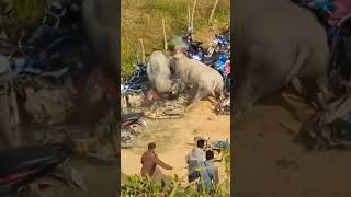 uncontrollable buffalo 🐃 fight😤 #viral