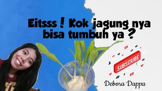 Cara Membuat Percobaan Menanam Jagung dengan kapas.