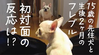 [ フレブル ] 15歳の先住犬と生後2ヶ月だったむうちゃん初対面！ [ かわいい ]