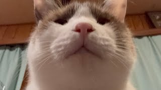 猫用動画を見ているのんちゃんをローアングルで撮影