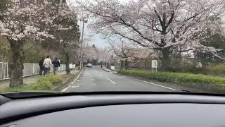 長瀞桜のトンネル