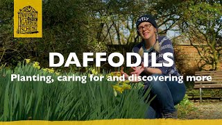 Daffodils: planting, caring for and discovering more