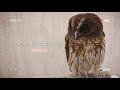 trip vlog owlcafe akiba fukurou • 日本東京秋葉原 • 貓頭鷹咖啡廳