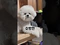 호빵맨보다 ㄷㅓ 호빵같은 소풍이 비숑프리제 강아지 dog