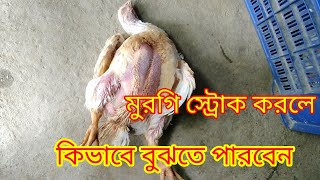 মুরগি স্ট্রোক করলে কিভাবে বুঝতে পারবেন যে মুরগি  স্টোক এর জন্য মারা গিয়েছে